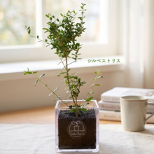 画像をギャラリービューアに読み込む, 【ボタニカルソイルCUBE観葉】テーブルプランツ(Table Plants) オリーブ(ミックス)
