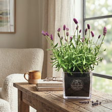 画像をギャラリービューアに読み込む, テーブルプランツ(Table Plants)　ボタニカルソイル【CUBE】ラベンダー・カシオペア
