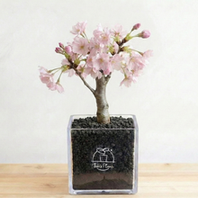 画像をギャラリービューアに読み込む, *2月中旬予約開始予定【ボタニカルソイル鉢花】テーブルプランツ(Table Plants) さくら(旭山桜)　卒業、入学、就職などの門出や、大切な人への贈り物として『サクラサク』を、形にして贈ろう。
