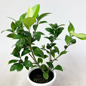 【数量限定】実付きレモンの木（リスボン） 5号 ※予約商品:6/29まで 出荷予定:7/4