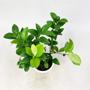 【数量限定】実付きレモンの木（リスボン） 5号 ※予約商品:6/29まで 出荷予定:7/4