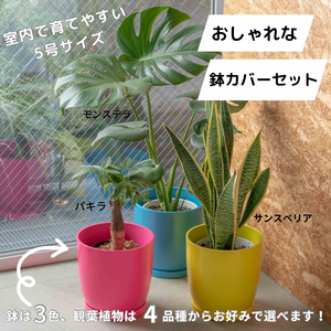 パキラ 5号 リサイクルポットラウンドセット【SHEL'TTER GREENのおしゃれな植木鉢でお届け】