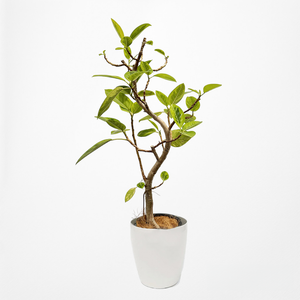 【一点物】フィカス・アルテシーマ 8号 沖縄の観葉植物 高さ 約135cm No.124