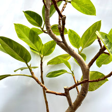 画像をギャラリービューアに読み込む, 【一点物】フィカス・アルテシーマ 8号 沖縄の観葉植物 高さ 約135cm No.124
