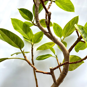 【一点物】フィカス・アルテシーマ 8号 沖縄の観葉植物 高さ 約135cm No.124