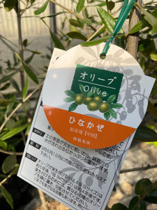 香川で育ったオリーブの木（ひなかぜ） 8号 鉢カバーセット ギフトにおすすめ