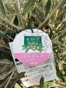 香川で育ったオリーブの木（ネバディロブランコ） 8号 鉢カバーセット