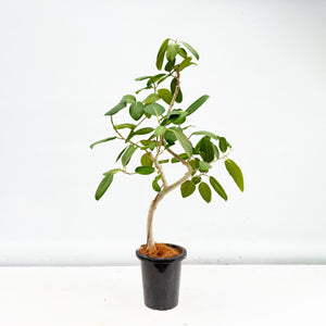 【一点物】フィカス・ベンガレンシス 8号 高さ約140cm 沖縄の観葉植物 No.549