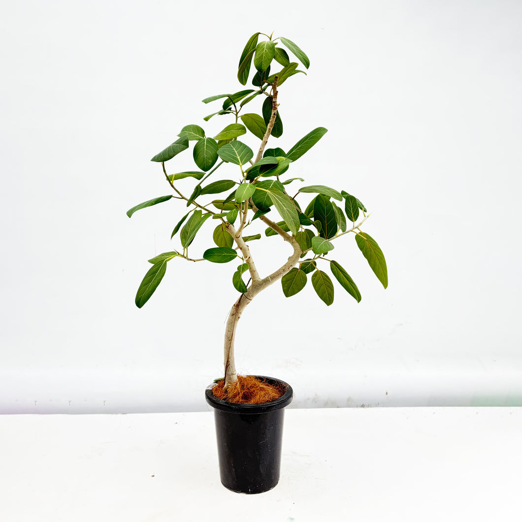 【一点物】フィカス・ベンガレンシス 8号 高さ約140cm 沖縄の観葉植物 No.549