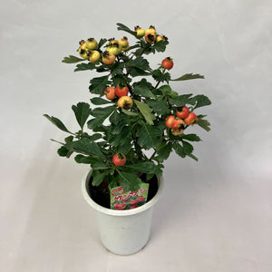 【限定32鉢】オオミサンザシ・ビックリサンザシ 5号 ※予約商品:10/5まで 出荷予定:10/10