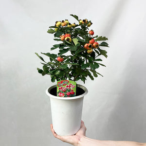 【限定32鉢】オオミサンザシ・ビックリサンザシ 5号 ※予約商品:10/5まで 出荷予定:10/10