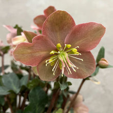 画像をギャラリービューアに読み込む, 【限定30鉢】クリスマスローズ・HGCマエストロ 5号 ※予約商品:11/30まで 出荷予定:12/5

