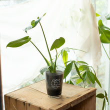 画像をギャラリービューアに読み込む, 【土を使わない観葉植物】テーブルプランツ(Table Plants) モンステラ
