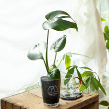 画像をギャラリービューアに読み込む, 【土を使わない観葉植物】テーブルプランツ(Table Plants) モンステラ
