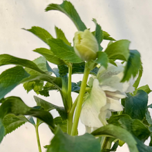 画像をギャラリービューアに読み込む, *2月中旬予約開始予定【ボタニカルソイル鉢花】テーブルプランツ(Table Plants) クリスマスローズダブル 花色おまかせ
