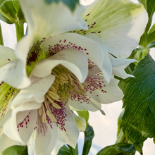 画像をギャラリービューアに読み込む, *2月中旬予約開始予定【ボタニカルソイル鉢花】テーブルプランツ(Table Plants) クリスマスローズダブル 花色おまかせ
