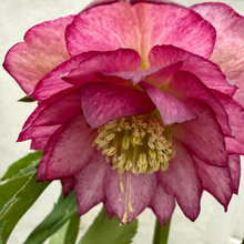 画像をギャラリービューアに読み込む, *2月中旬予約開始予定【ボタニカルソイル鉢花】テーブルプランツ(Table Plants) クリスマスローズダブル 花色おまかせ
