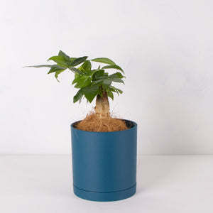 パキラ 5号 リサイクルシリンダーポットセット【SHEL'TTER GREENのおしゃれな植木鉢でお届け】