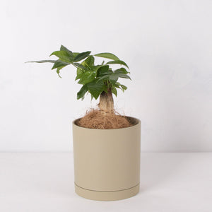 パキラ 5号 リサイクルシリンダーポットセット【SHEL'TTER GREENのおしゃれな植木鉢でお届け】