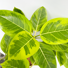 画像をギャラリービューアに読み込む, 【一点物】フィカス・アルテシーマ 7号 高さ約100cm 沖縄の観葉植物 No.F1
