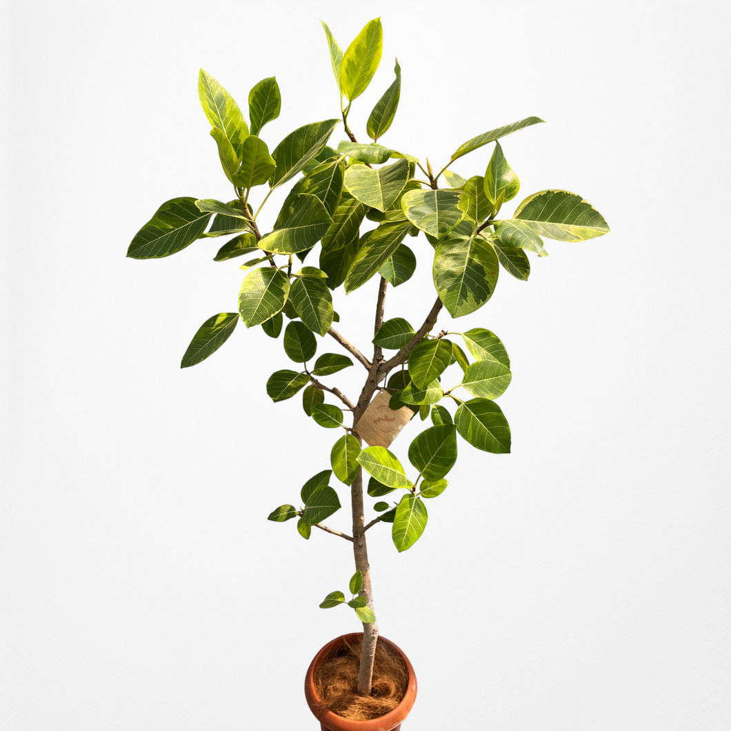 【一点物】フィカス・アルテシーマ 10号 高さ180cm〜 沖縄の観葉植物 No.26