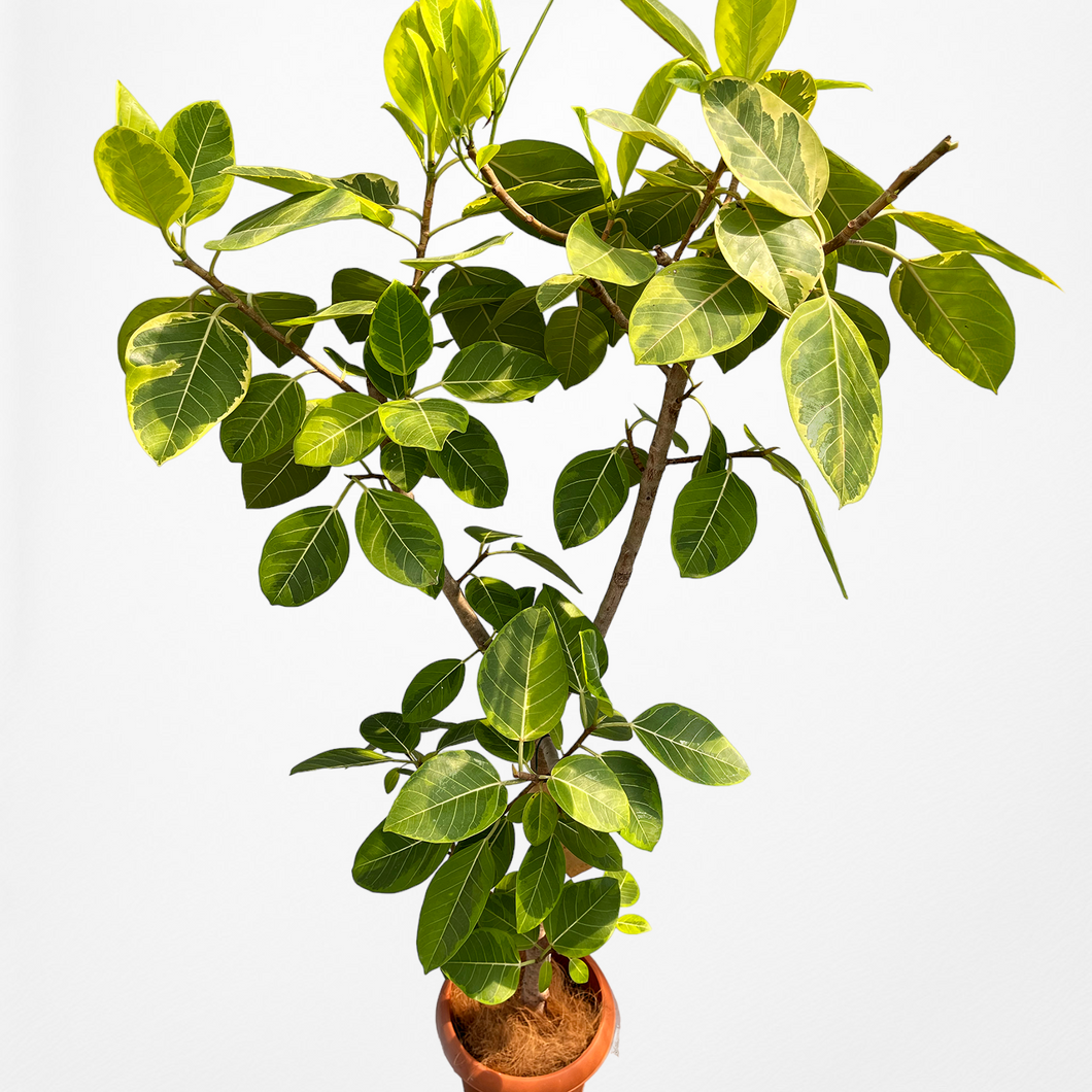【一点物】フィカス・アルテシーマ 10号 高さ180cm〜 沖縄の観葉植物 No.27