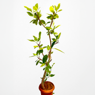 【一点物】フィカス・アルテシーマ 10号 高さ180cm〜 沖縄の観葉植物 No.28