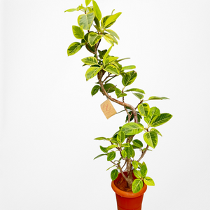 【一点物】フィカス・アルテシーマ 10号 高さ約160cm 沖縄の観葉植物 No.159