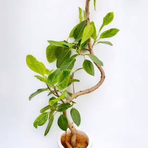 【一点物】フィカス・アルテシーマ 10号 高さ160〜180cm 沖縄の観葉植物 No.208