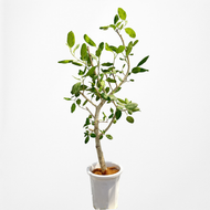 【一点物】フィカス・ベンガレンシス 10号 沖縄の観葉植物 No.204