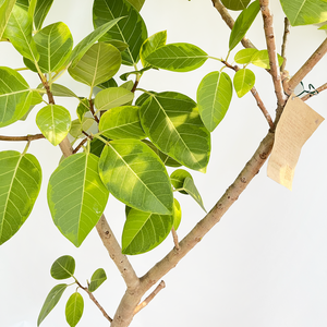 【一点物】フィカス・アルテシーマ 8号 高さ約160cm 沖縄の観葉植物葉 No.30