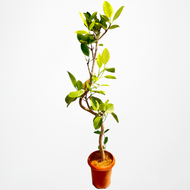【一点物】フィカス・アルテシーマ 10号 高さ160〜180cm 沖縄の観葉植物 No.168