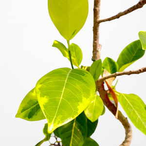 【一点物】フィカス・アルテシーマ 10号 高さ160〜180cm 沖縄の観葉植物 No.168