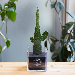 【土を使わないサボテン】テーブルプランツキューブ(Table PlantsCUBE)  スミエボシ
