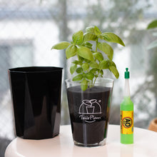 画像をギャラリービューアに読み込む, 【土を使わないハーブ】バジル　Table Plants(テーブルプランツ)
