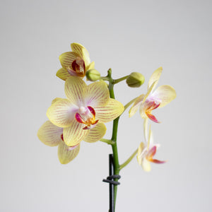 【土を使わない花】テーブルプランツ(Table Plants) ミディ胡蝶蘭　※期間限定