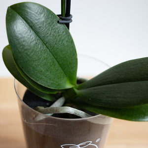 【土を使わない花】テーブルプランツ(Table Plants) ミディ胡蝶蘭　※期間限定