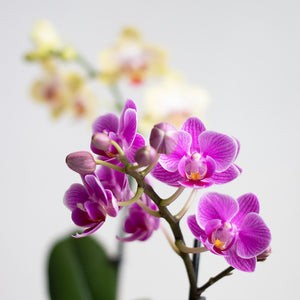 【土を使わない花】テーブルプランツ(Table Plants) ミディ胡蝶蘭　※期間限定