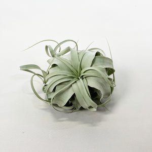 【限定21個】チランシア・キセログラフィカ 約直径15cm ※予約商品:12/29まで 出荷予定:1/10