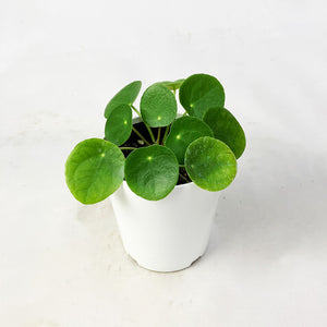 【限定42個】ピレア・ペペロミオイデス 4号 ※予約商品:2/9まで 出荷予定:2/11