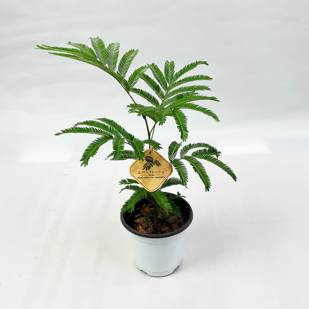 【限定80個】エバーフレッシュ (アカサヤネムノキ) 4.5号 ※販売期間5/31まで