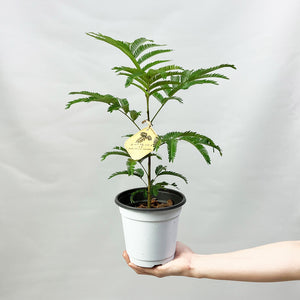 【限定80個】エバーフレッシュ (アカサヤネムノキ) 4.5号 ※販売期間5/31まで