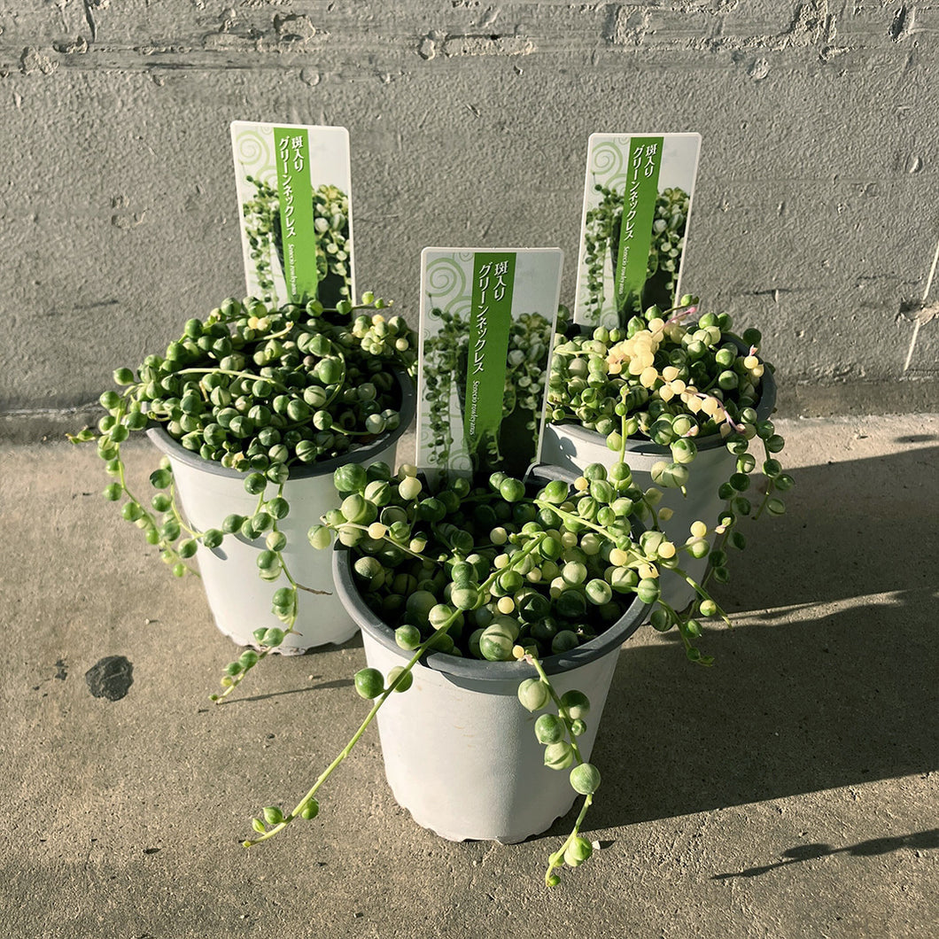 【限定25セット】斑入りグリーンネックレス  3号 3ポットセット ※予約商品:11/16まで 出荷予定:11/21