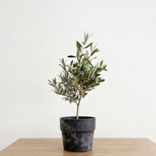 画像をギャラリービューアに読み込む, 【ボタニカルソイル観葉】テーブルプランツ(Table Plants) オリーブ(ミックス) ワイドDELUX
