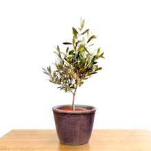 画像をギャラリービューアに読み込む, 【ボタニカルソイル観葉】テーブルプランツ(Table Plants) オリーブ(ミックス) ワイドDELUXⅡ
