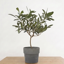 画像をギャラリービューアに読み込む, 【ボタニカルソイル観葉】テーブルプランツ(Table Plants) オリーブ(ミックス) ワイドDELUX
