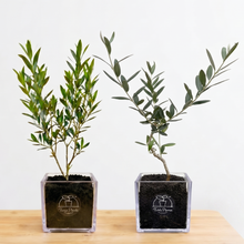 画像をギャラリービューアに読み込む, 【ボタニカルソイルCUBE観葉】テーブルプランツ(Table Plants) オリーブ(ミックス) 2個セット
