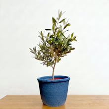 画像をギャラリービューアに読み込む, 【ボタニカルソイル観葉】テーブルプランツ(Table Plants) オリーブ(ミックス) ワイドDELUXⅡ
