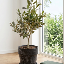 画像をギャラリービューアに読み込む, 【ボタニカルソイル観葉】テーブルプランツ(Table Plants) オリーブ(ミックス) ワイドDELUX
