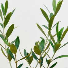 画像をギャラリービューアに読み込む, 【ボタニカルソイル観葉】テーブルプランツ(Table Plants) オリーブ(ミックス) ワイドDELUX
